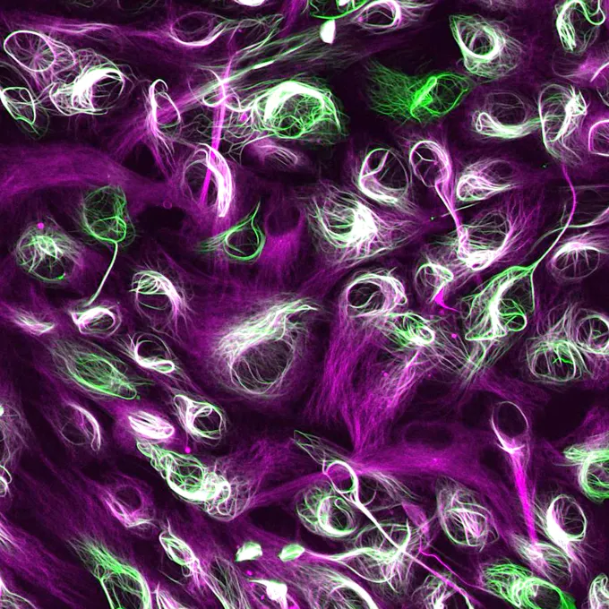 Manipulation of Cellular Structures and Functions